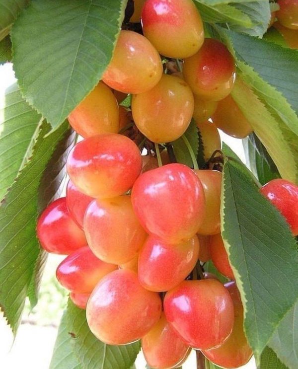Mahshad fresh cherry