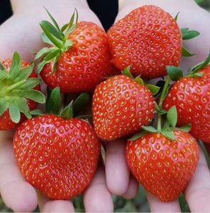 fresh strawberry