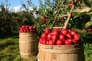 what is fiber ? and how much fiber is in an apple ?