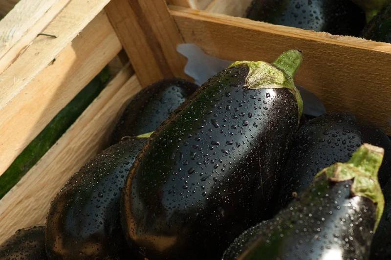 eggplant benefits + nutrition facts + taste of organic eggplants