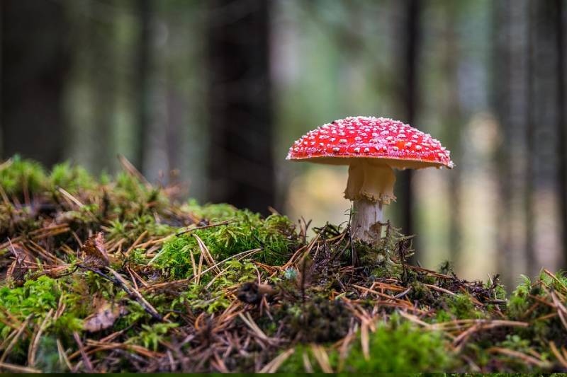 different types of poisonous or edible mushrooms - mushroom benefits