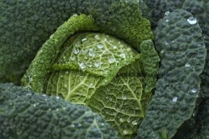 Are cabbage and lettuce the same ? Is it a vegetable? cabbage recipe