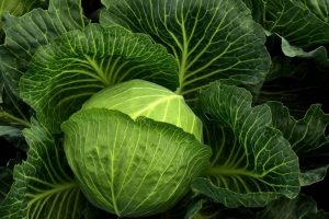 Are cabbage and lettuce the same ? Is it a vegetable? cabbage recipe