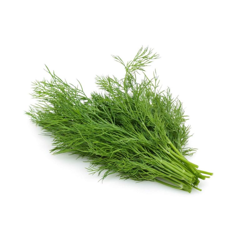 Fresh Dill