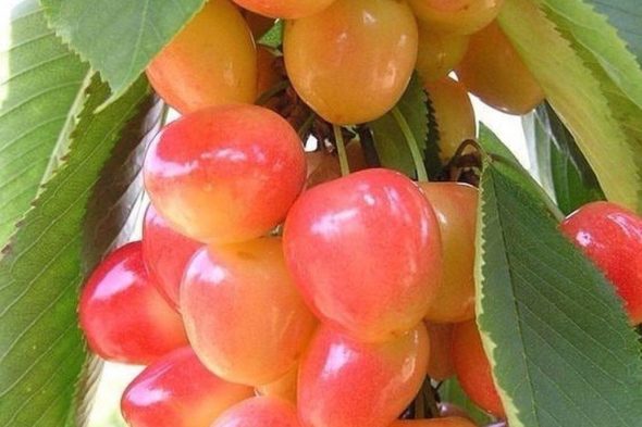 Mahshad fresh cherry