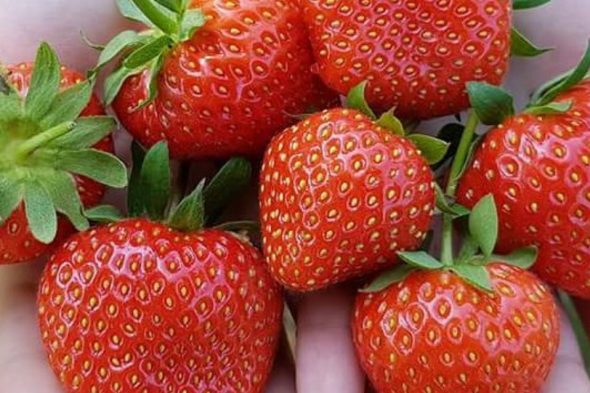 fresh strawberry