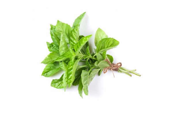 fresh basil