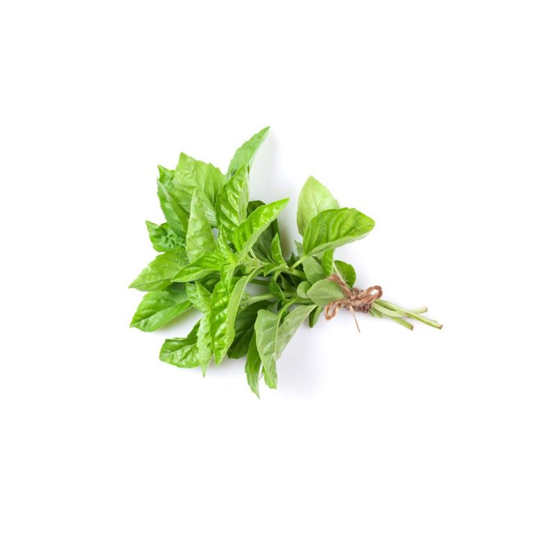 fresh basil