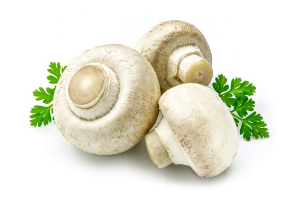 Fresh button mushroom