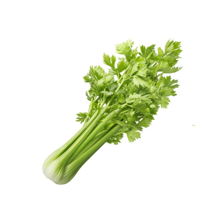 fresh celery