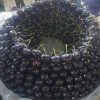 black cherry Oromiyeh