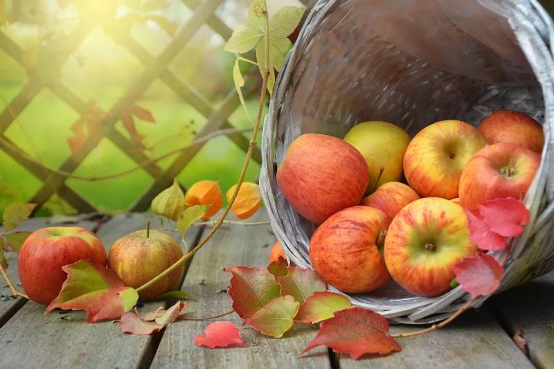 top 8 secret facts about apples are apples poisonous ?