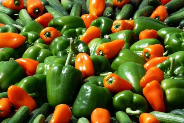 Why the green pepper turns red ? is it hot ? + green pepper benefits