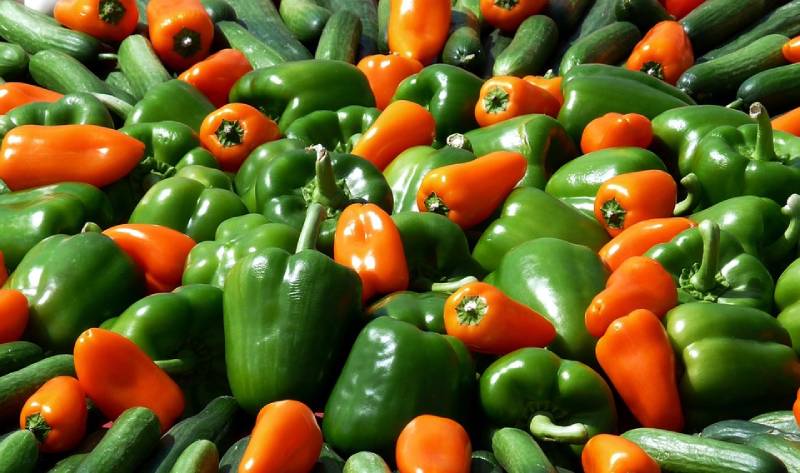Why the green pepper turns red ? is it hot ? + green pepper benefits