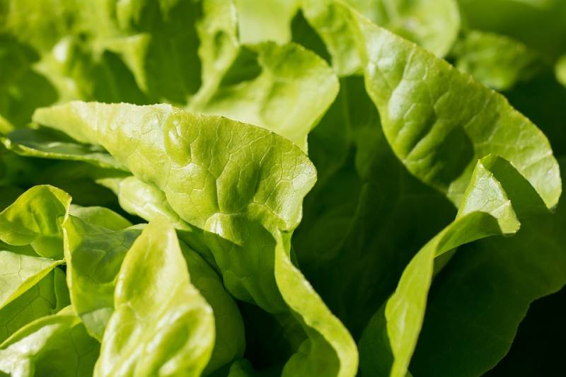 lettuce benefits and types - is lettuce a vegetable or fruit ?