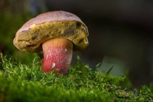 different types of poisonous or edible mushrooms - mushroom benefits