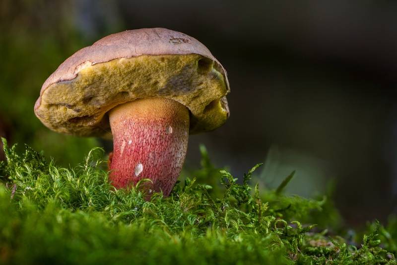 different types of poisonous or edible mushrooms - mushroom benefits
