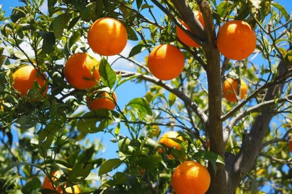 Which type of oranges have seeds ?& how to store orange or orange juice