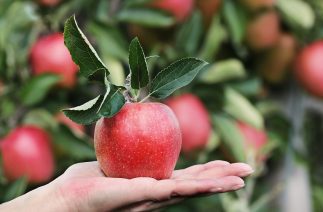 Fruit in Focus  Gala Apple - Fruit Salad Trees