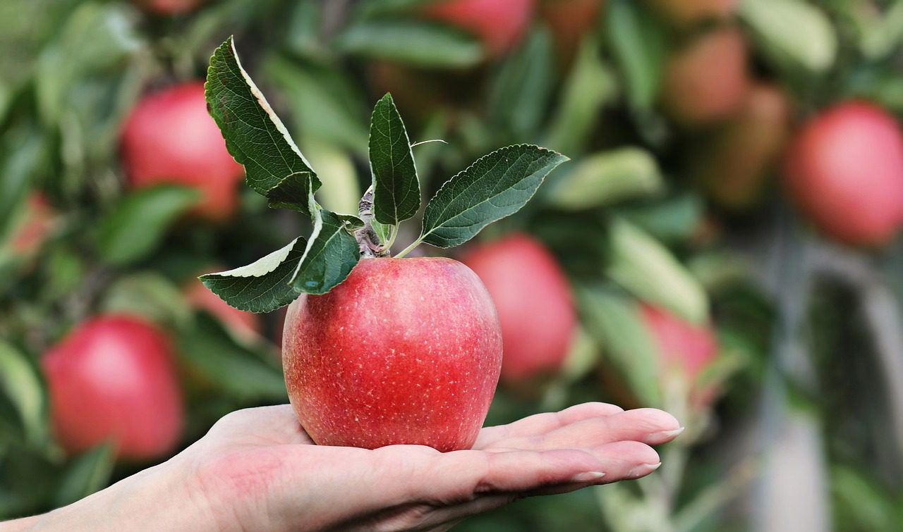 Fresh red apple